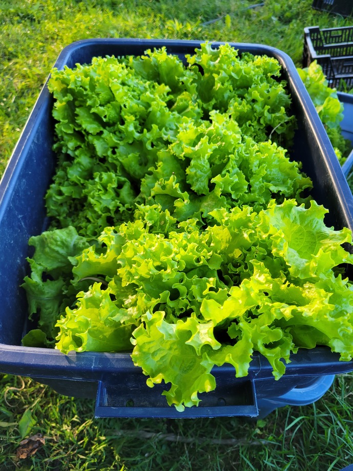 Bucket of lettuce